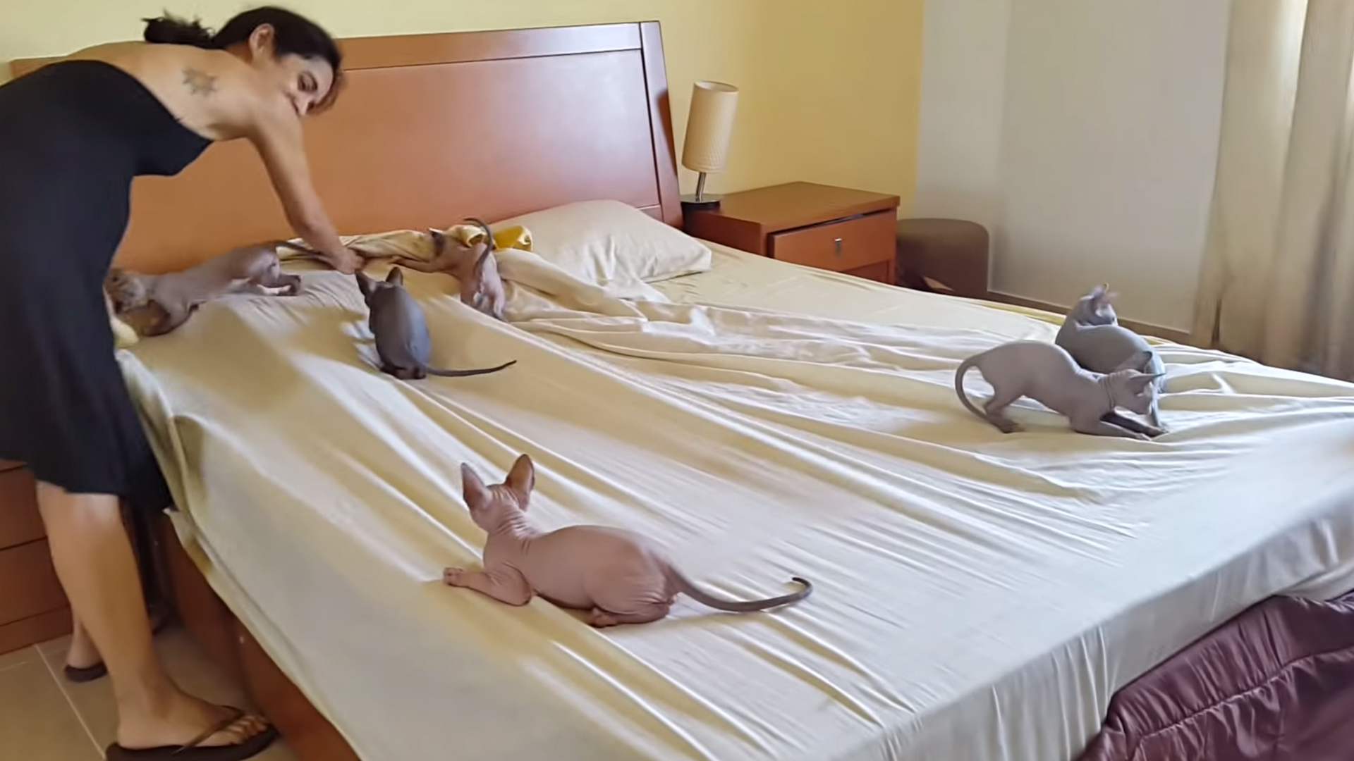بالفيديو مجموعة قطط ت ساعد امرأة على ترتيب سريرها