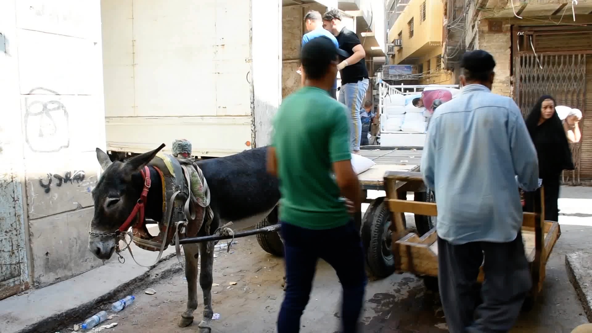 عربة يجرها حمار مهنة تحتاج إلى تزكية في العراق فيديو