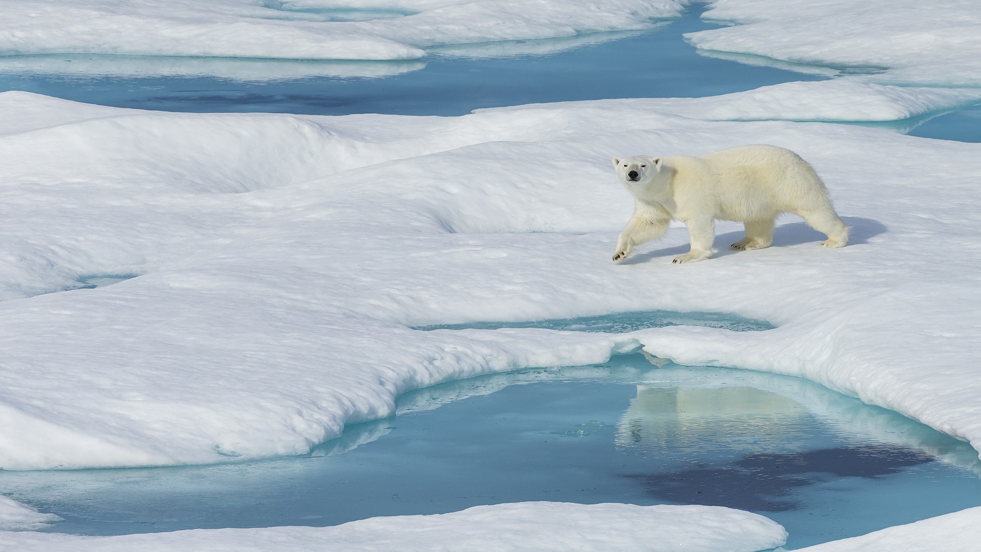 كيف تغيّر القطب الشمالي بعد الاحتباس الحراري؟ صور