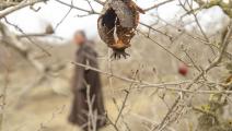 أضرار التغيّرات المناخية واضحة على مزارعي تونس (ياسين قايدي/ الأناضول)