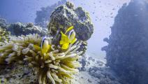 كائنات بحرية وتنوع حيوي في البحار (نيكولاس إيكونومو/ Getty)