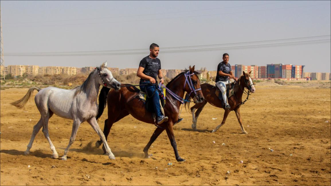 الخيول والفروسية.. صناعة في "دمو" المصرية