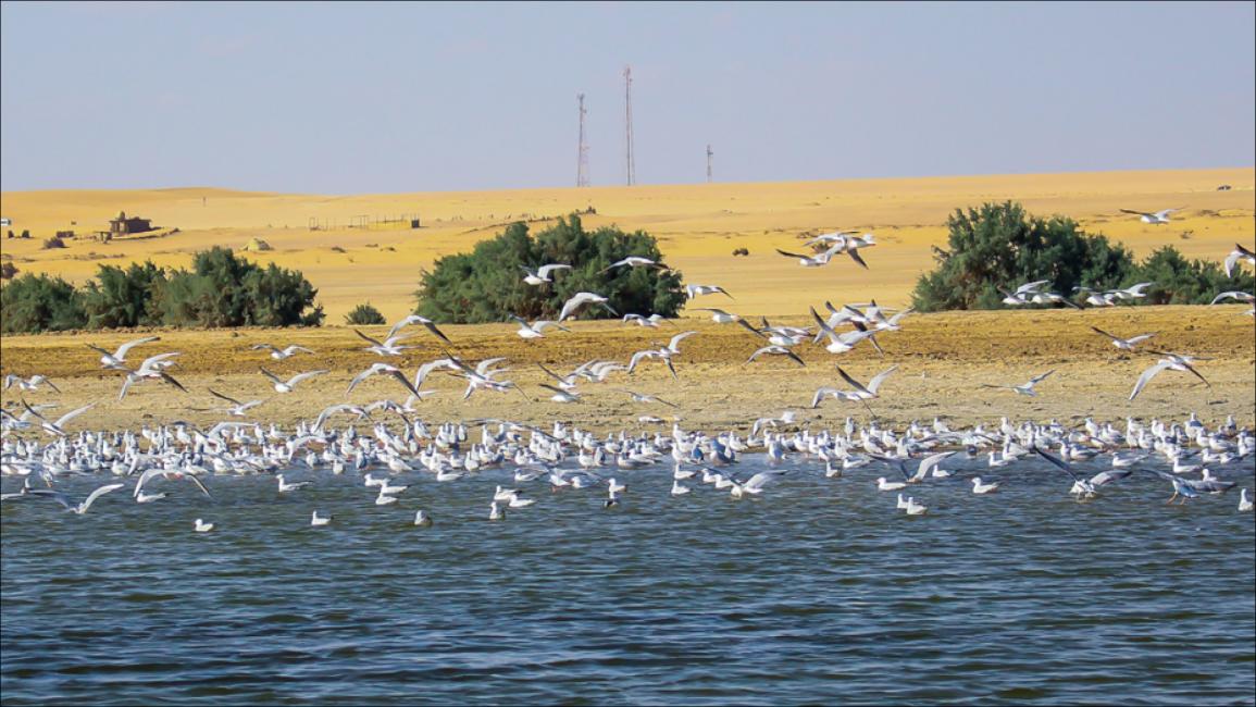 مصر.. طيور مهاجرة تحلق قرب الشلالات بـ"وادي الريان"