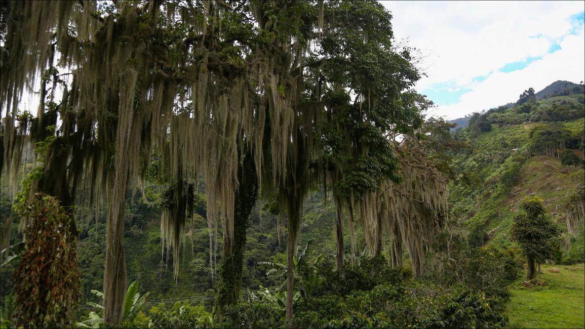 كولومبيا.. سياحة في حقول البن