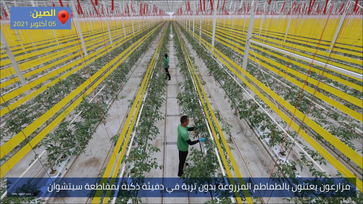 مزارعون يعتنون بالطماطم المزروعة بدون تربة في دفيئة ذكية بمقاطعة سيتشوان