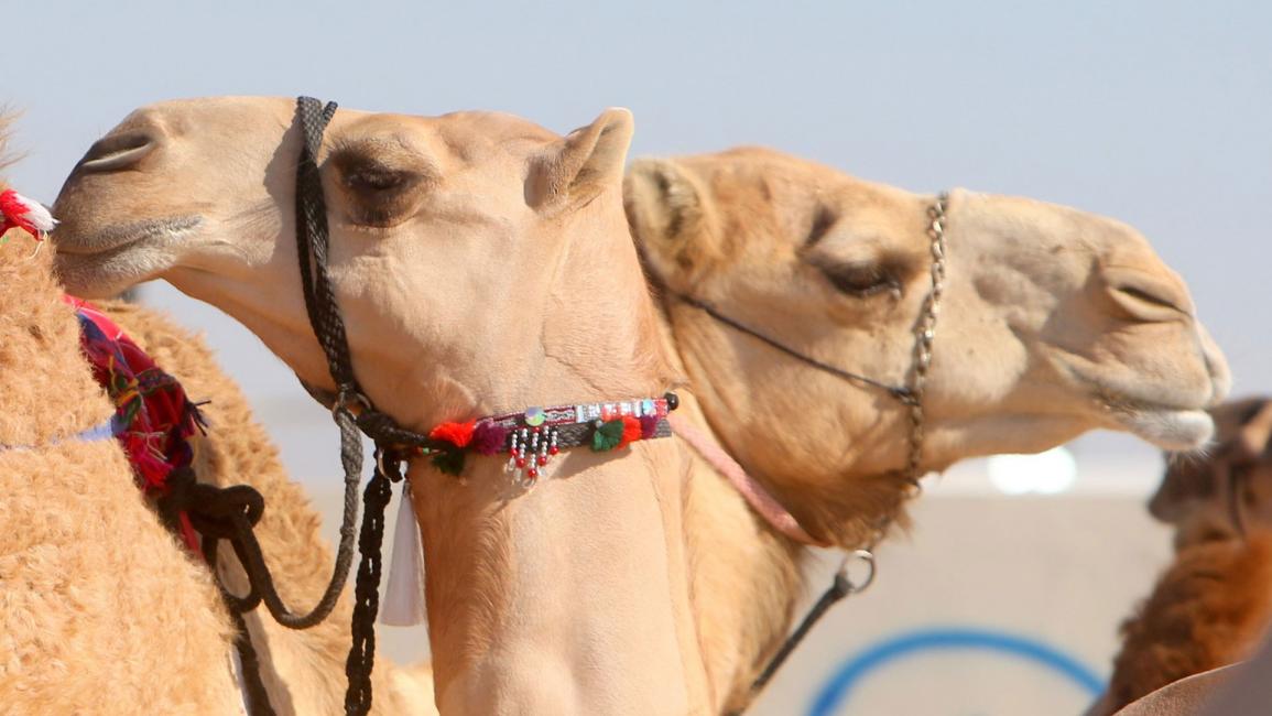 جزيلات العطا.. مهرجان قطري تتألق فيه الإبل الأصيلة