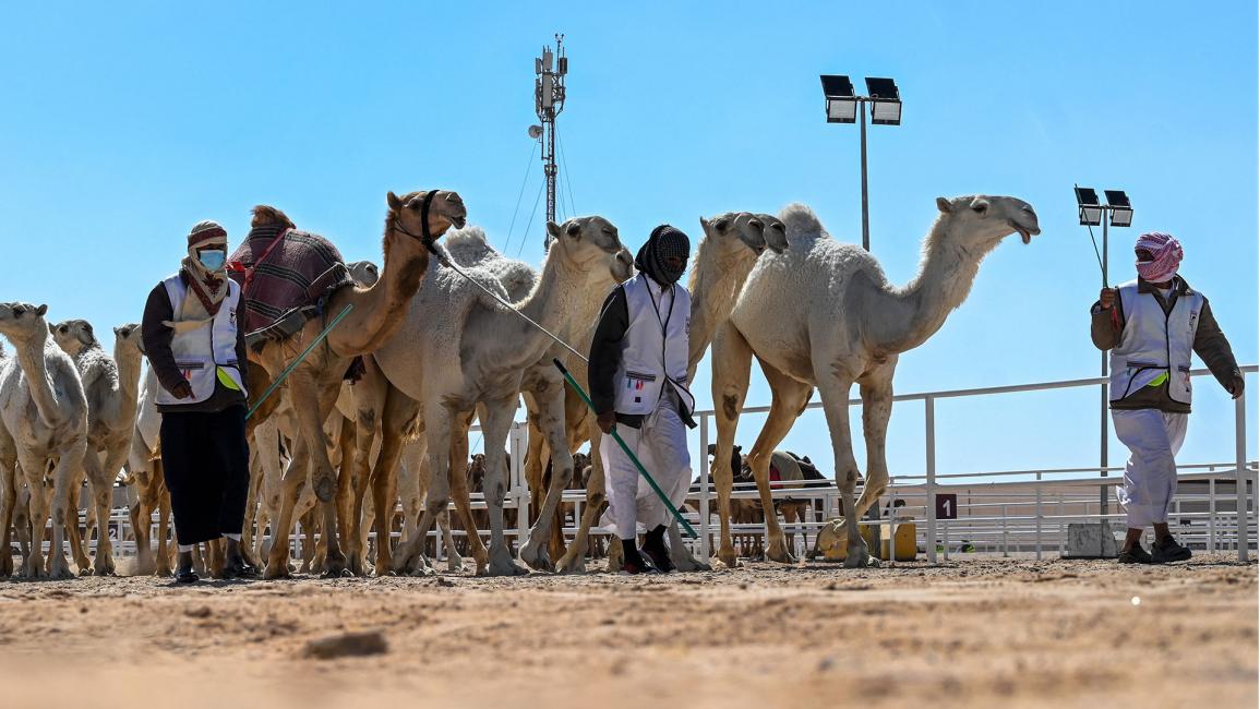 جزيلات العطا.. مهرجان قطري تتألق فيه الإبل الأصيلة