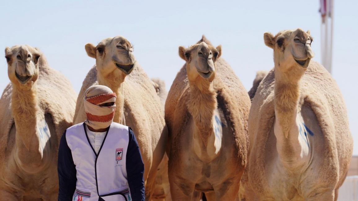 جزيلات العطا.. مهرجان قطري تتألق فيه الإبل الأصيلة