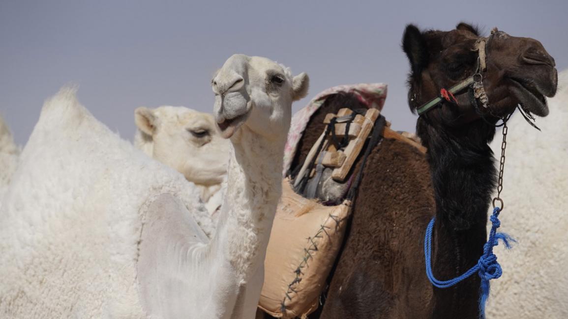 جزيلات العطا.. مهرجان قطري تتألق فيه الإبل الأصيلة