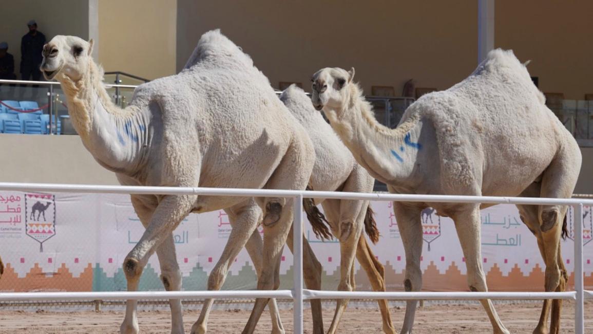 جزيلات العطا.. مهرجان قطري تتألق فيه الإبل الأصيلة