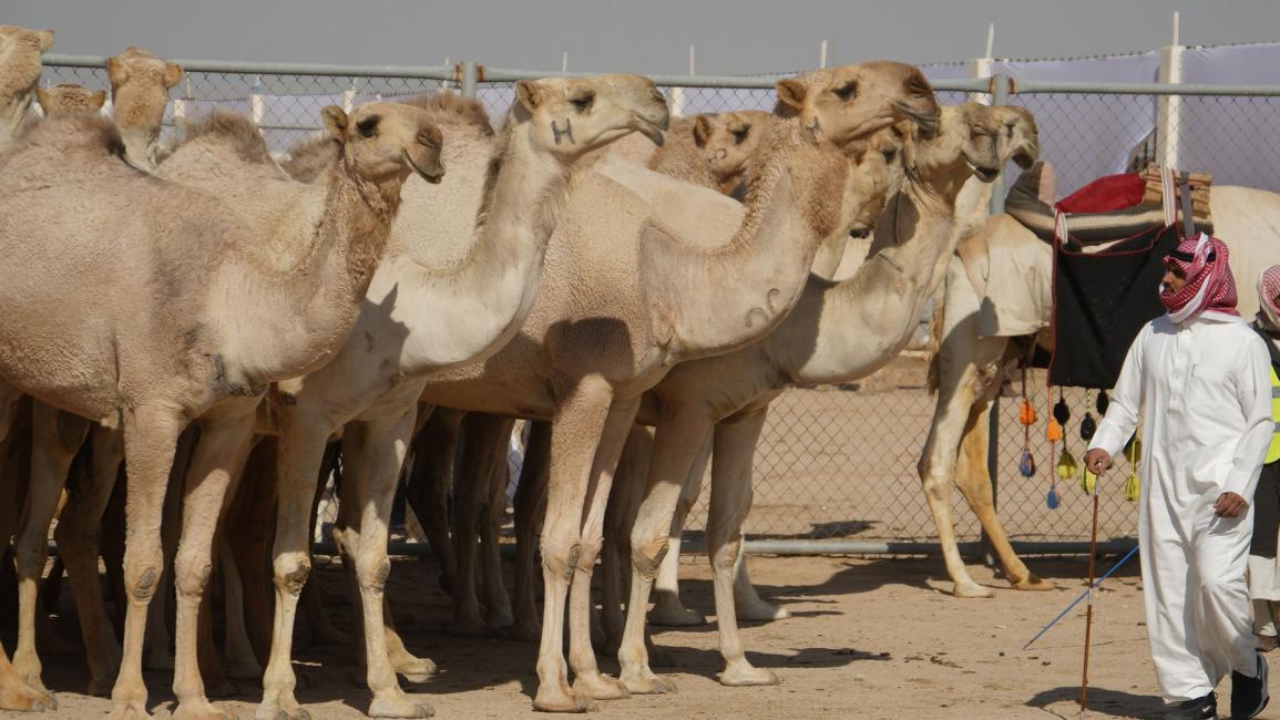 جزيلات العطا.. مهرجان قطري تتألق فيه الإبل الأصيلة