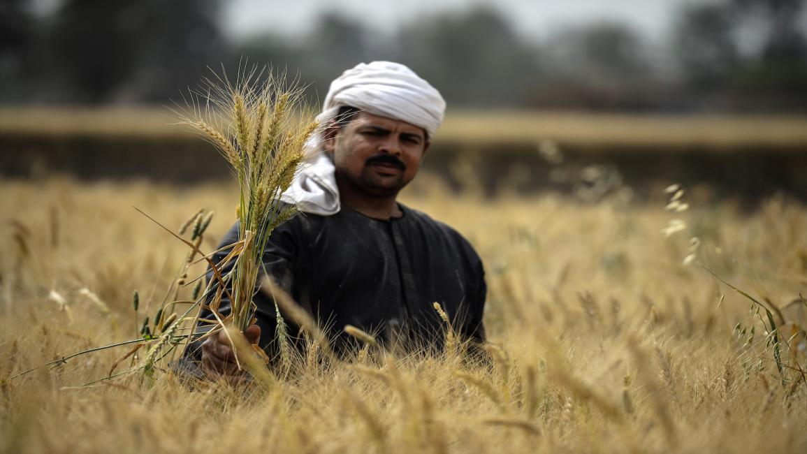 مزارع مصري في دلتا النيل/ المنوفية/ 1 مايو 2019/ فرانس برس