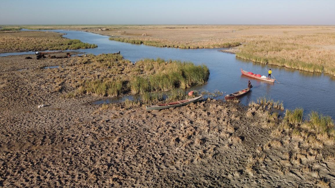 الجفاف في أهوار العراق يؤثر سلباً على المواشي