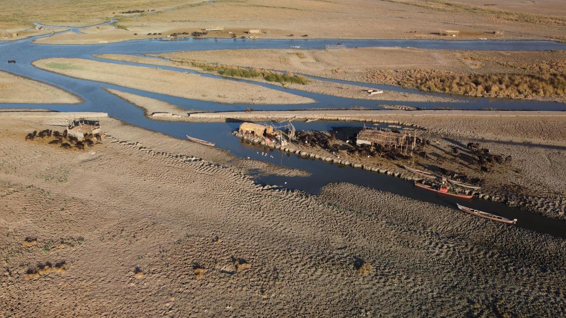 الجفاف في أهوار العراق يؤثر سلباً على المواشي