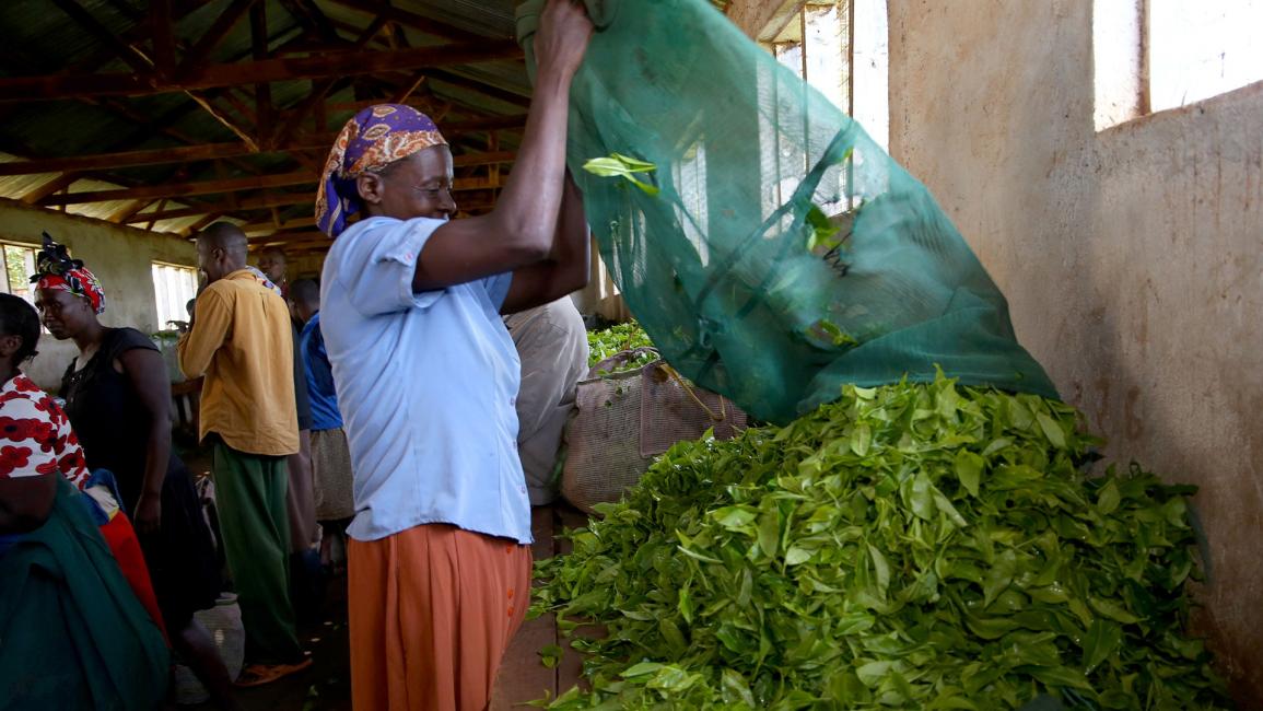 الذهب الأخضر.. كينيا تحصد محصولها من الشاي