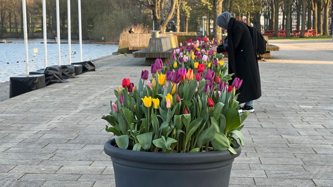 مئات آلاف أزهار التوليب تزين أحياء عاصمة هولندا