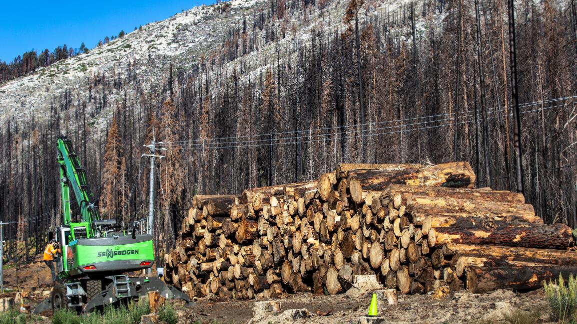قطع الأشجار يفاقم الأزمة المناخية (جورج روز/Getty)