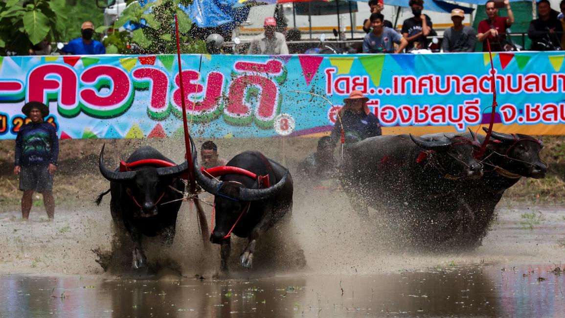 سباق المزارعين والجواميس في تايلاند 
