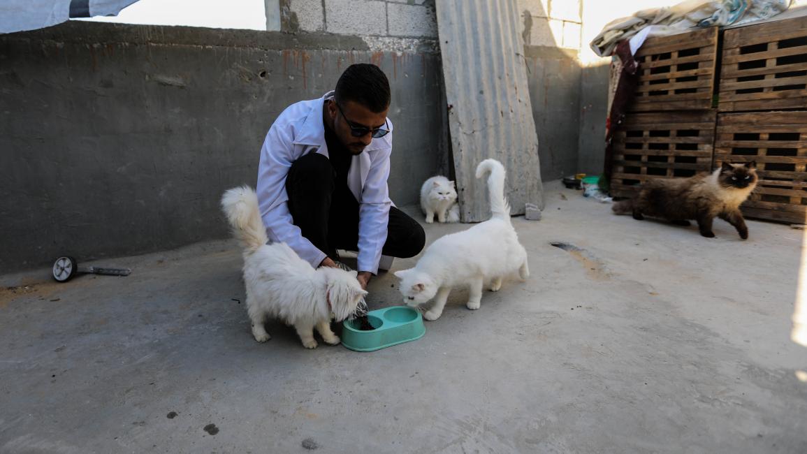يحرص الطبيب البيطري على إطعام القطط في رفح (أحمد حسب الله/ Getty)
