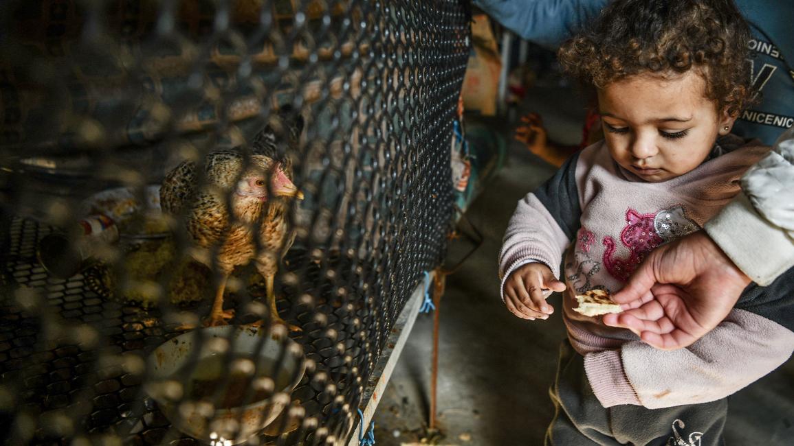 مزرعة للدواجن.. ملاذ أسر فلسطينية نازحة من الشيخ رضوان إلى رفح