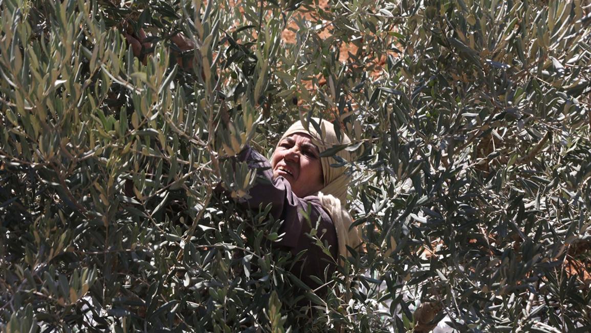"العونة".. تكافل فلسطيني يتجلى مع قطف الزيتون
