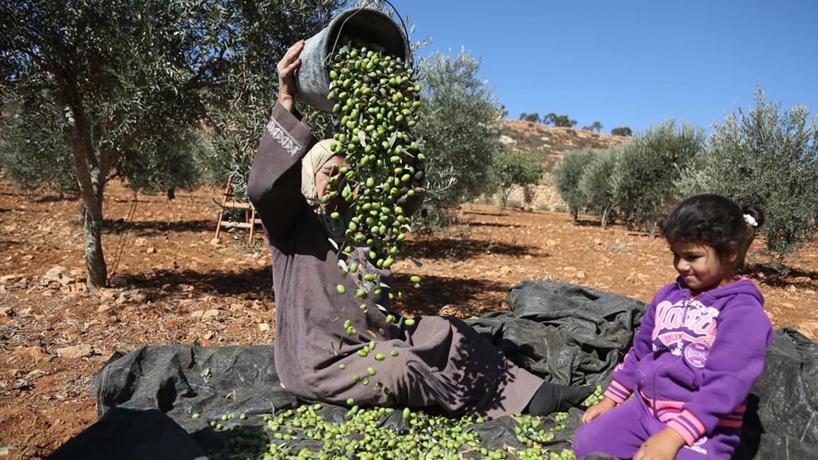 "العونة".. تكافل فلسطيني يتجلى مع قطف الزيتون