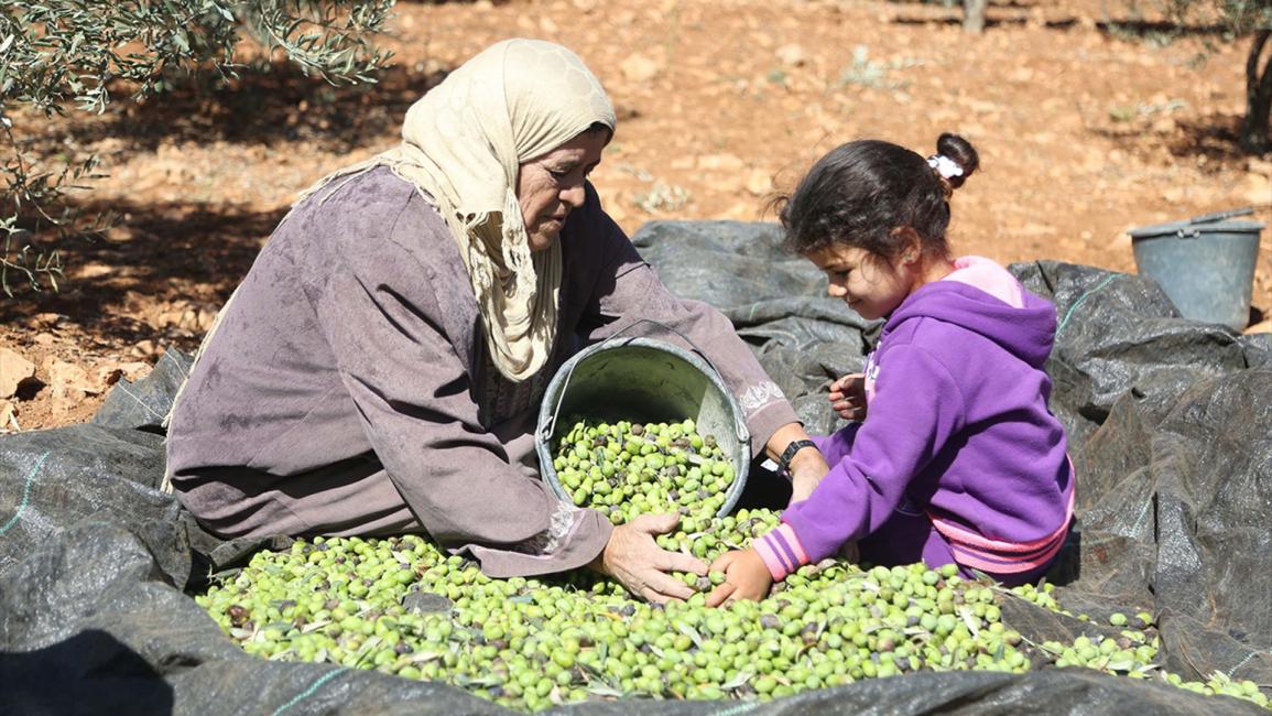 "العونة".. تكافل فلسطيني يتجلى مع قطف الزيتون