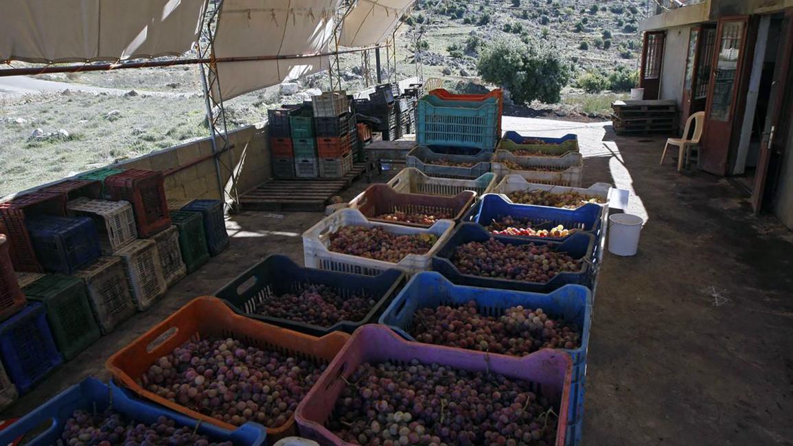 دبس العنب .. صناعة تقليدية تحافظ عليها راشيا اللبنانية