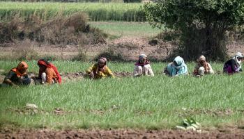نساء وزراعة في باكستان (عارف علي/ فرانس برس)