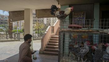 دجاج مصر (خالد دسوقي/ فرانس برس)