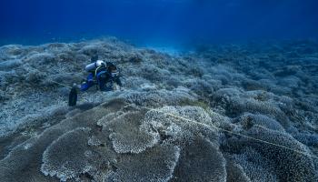 محمية بحرية ومرجان (أليكسيس روزنفلد/ Getty)
