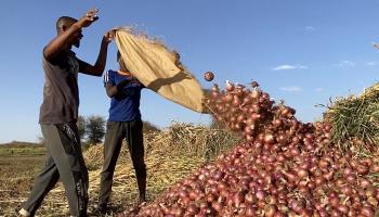 مزارعون في جنوب الخرطوم، 11 مايو 2023 (Getty)
