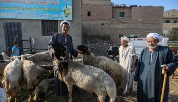 ارتفاع أسعار الأبقار يدفع المصريين إلى شراء الأغنام (أحمد حسب الله/Getty)