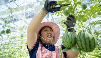 زراعة البطيخ في الصين (Getty)