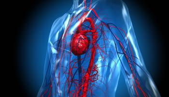 ينتقل الدم الذي أصبح أكثر برودة حول الجسم وصولا إلى القلب(Getty)