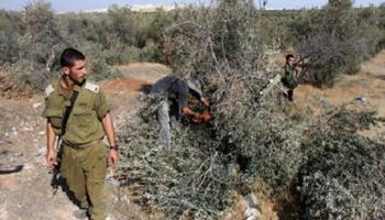 عناصر الاحتلال يدمرون أشجار بلدة العيسوية الفلسطينية (فيسبوك)
