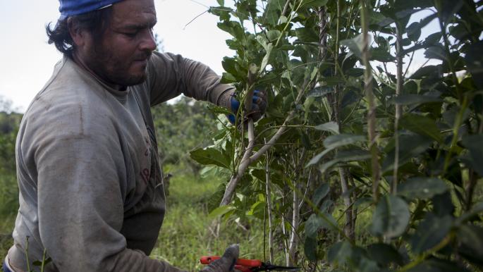 Yerba mate and its benefits