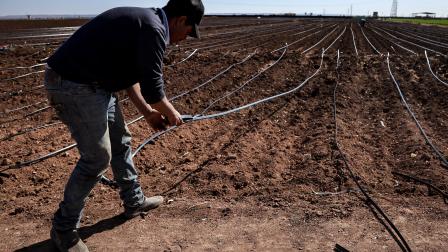 الجفاف تحدي يواجه الزراعة في المغرب 7 فبراير 2024 (فرانس برس)
