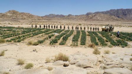 مزارع النبات المخدر المستخدم في تصنيع الهيدرو بسيناء (العربي الجديد)