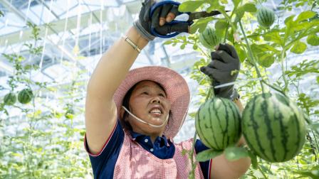 زراعة البطيخ في الصين (Getty)