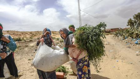 عاملات في القطاع الزراعي في القيروان - وسط تونس - 6 مايو 2024 (الشاذلي بن إبراهيم/ Getty)