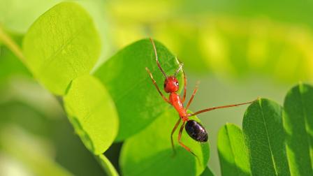 النمل الحفار في فلوريدا، واسمه العلمي كامبونوتوس فلوريدانوس (Getty)